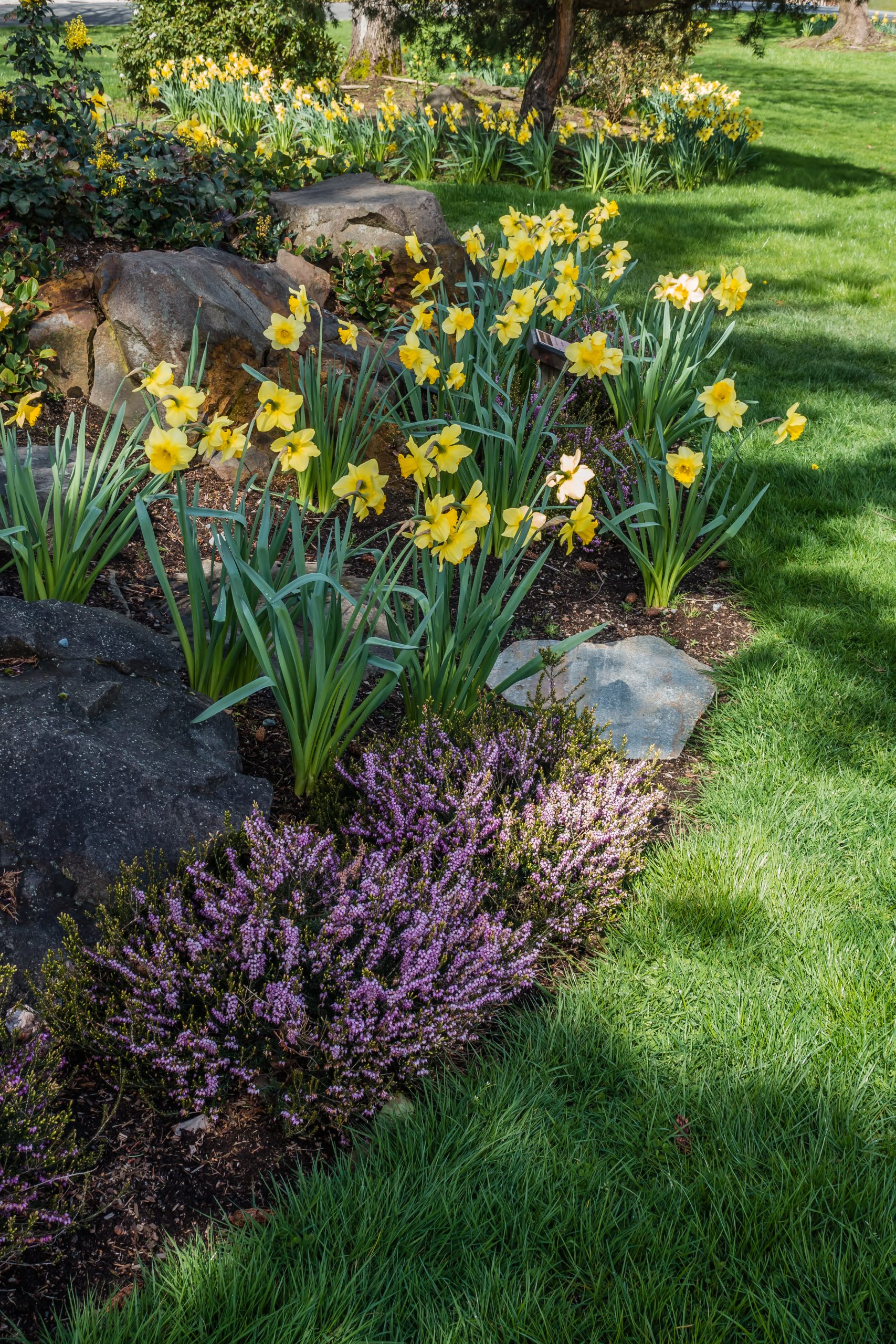 view of a garden of daffodils